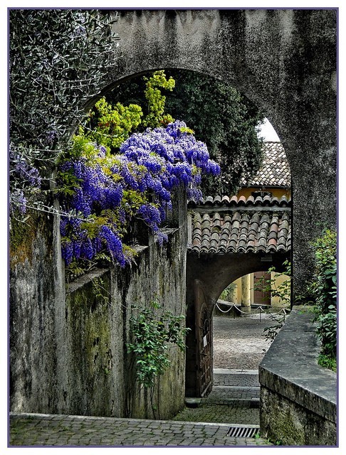 Wisteria Walkway, Lombardy, Tuscany, Italy