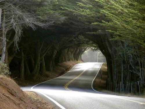 Natural Tree Tunnel, Monterey Peninsula, California