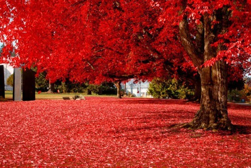 Autumn Red, Olympia, Washington