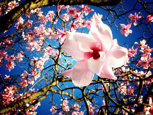 Cherry Blossom, Sakura, Japan
