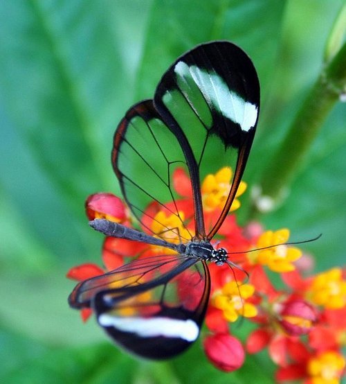 Transparent Glasswing Butterfly, Panama