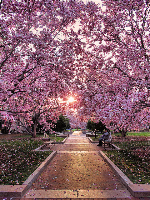 Cherry Blossom Walk, Washington D.C.