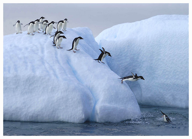 by Photographers Eye on Flickr.Penguins queue to get into the water on this ice flow, Antarctica.