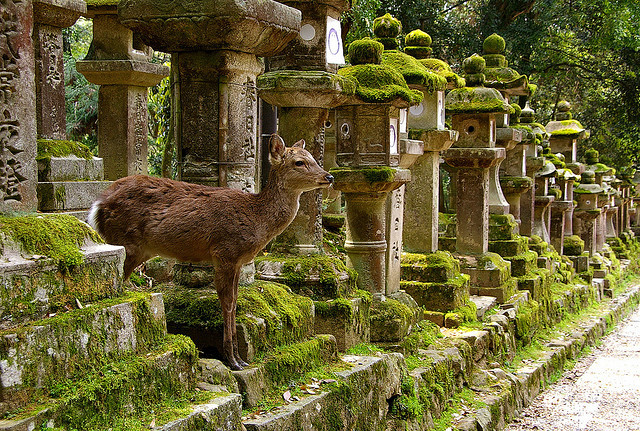 Deer at Kasuga Taisha Shrine in Nara, one of the most famous and oldest in Japan