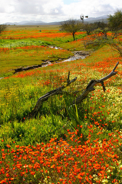 Impressive fields of daisies in Namaqualand, South Africa