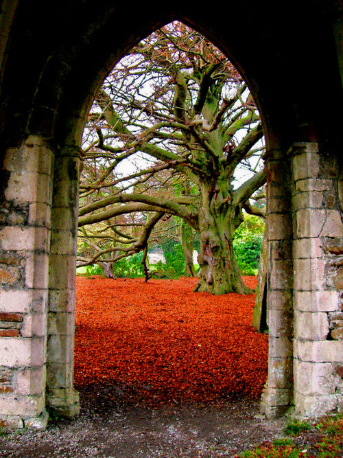 Ancient Arch, Margam, Wales