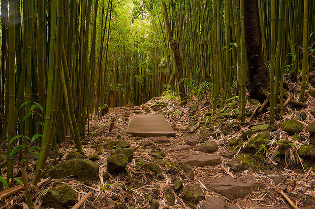 Pipiwai Trail through bamboo forest in Maui, Hawaii, USA