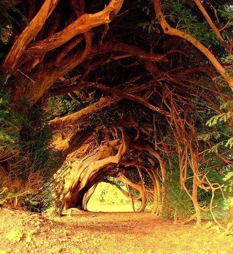 1000 Year Old Yew Tree, Wales