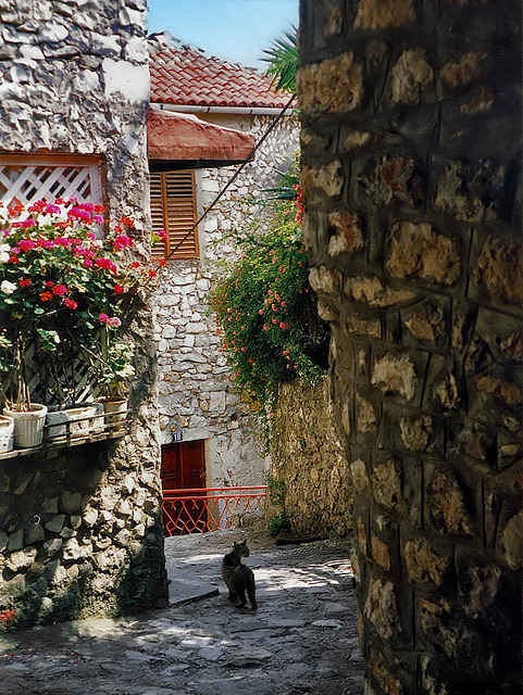 Cat on the streets of Ulcinj, Montenegro