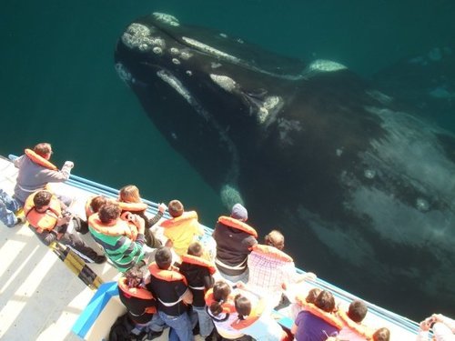 Ocean Giant, Whale Watching, San Diego, California