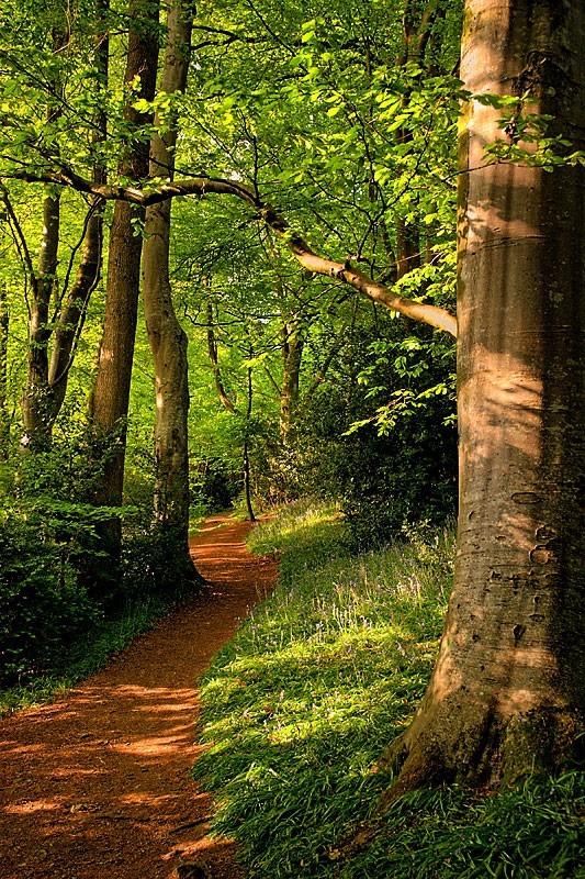 Wayford Woods, Somerset, England