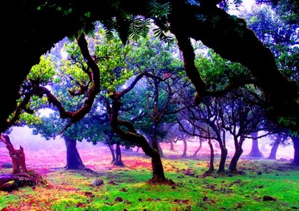 Mystical Forest, Madeira Island, Portugal