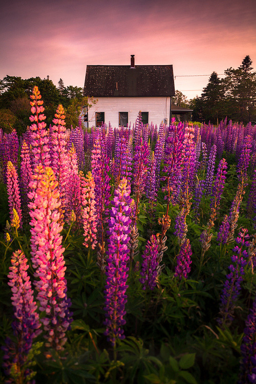 Lupine Cottage, Tremont, Maine