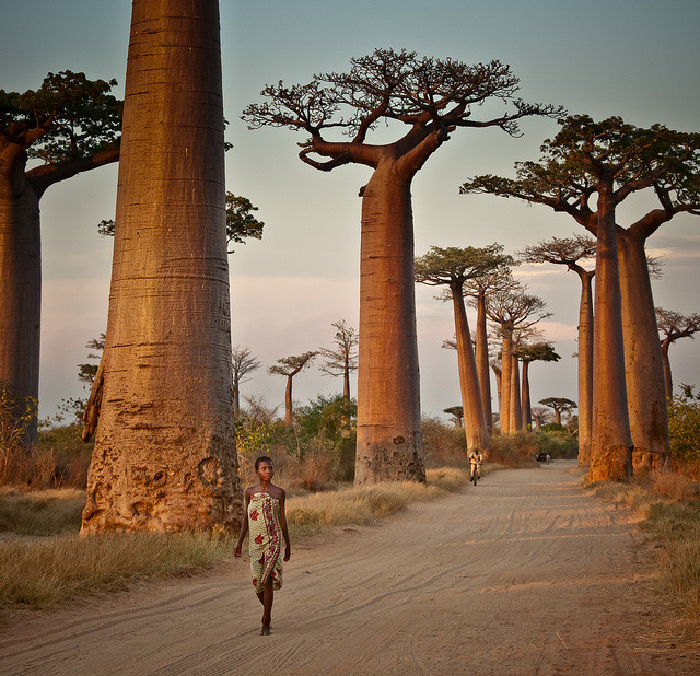 Avenue of the Baobabs, Madagascar .]]>” id=”IMAGE-m7lm39eK2y1r6b8aao1_1280″ /></noscript><img class=