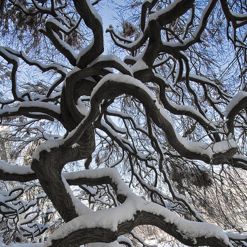 Snow Tree, Upper Dublin, Pennsylvania