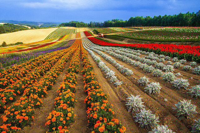 Endless fields of color in Biei, Hokkaido, Japan