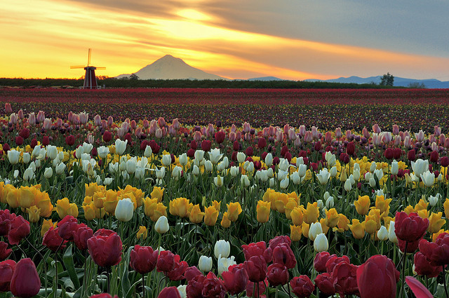 Wooden Shoe Tulip Farm in Woodburn, Oregon, USA