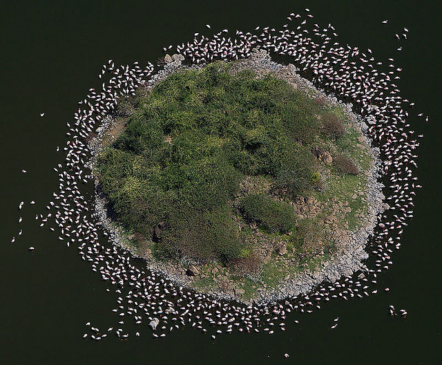 Flamingos surrounding a small island at Lake Bogoria, Kenya