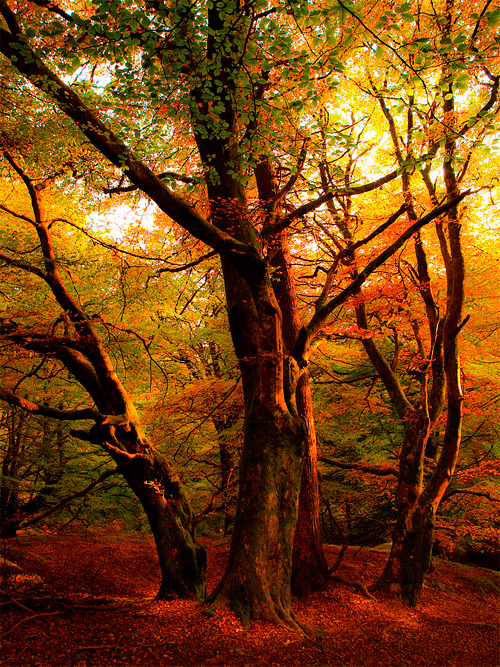 Autumn Sunset, Callander, Scotland