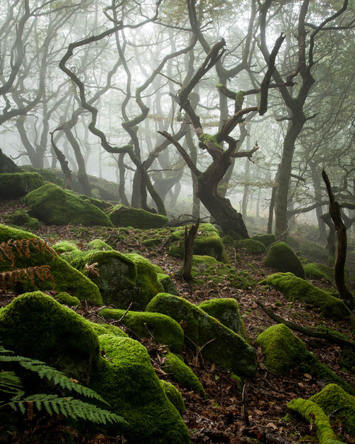 Dark Forest, Peak District, England