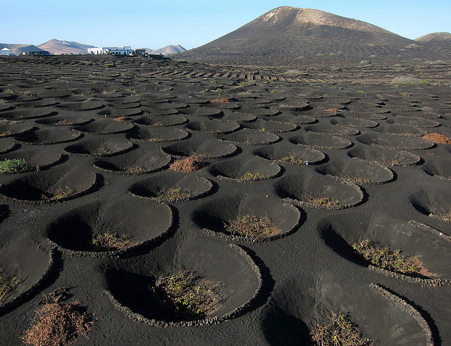 La Geria wine district on the lava fields of Lanzarote Island, Spain