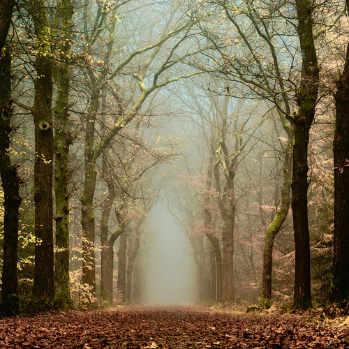 Into the Mystic, The Netherlands