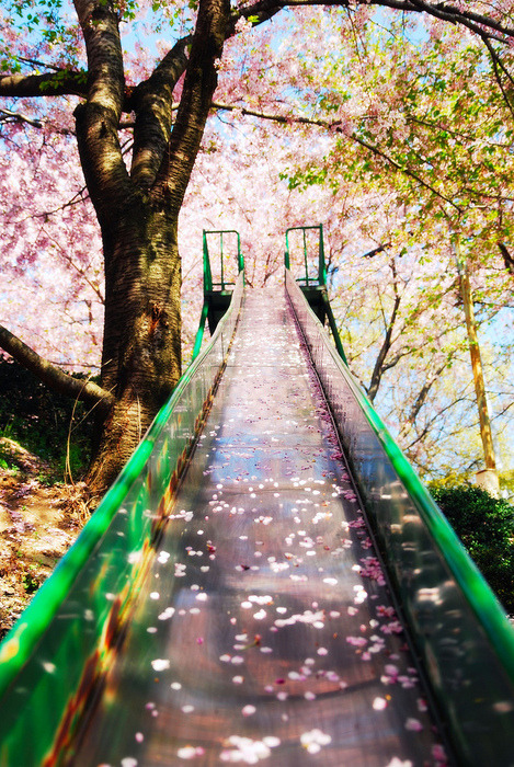 Cherry Blossom Slide, Sakura, Japan