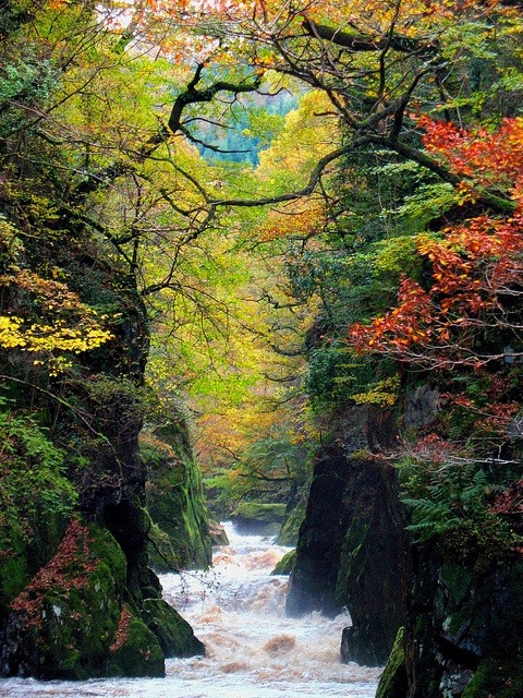 The Fairy Glen Gorge, Conwy River, Wales