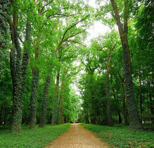 Arboretum in the park at Kornik Castle, Poland